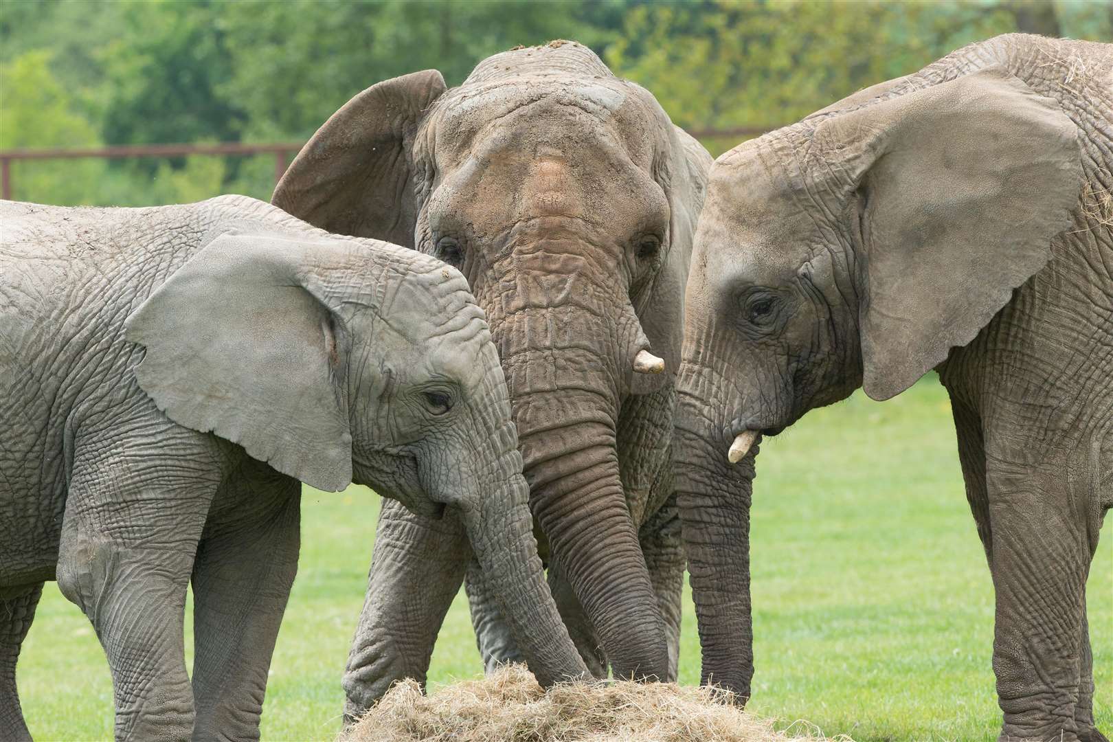 Howletts Wild Animal Park is making admission cheaper for families with its £1 child entry offer running until May 25.