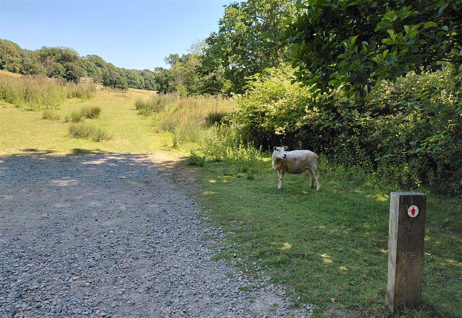 The visitor who arrived at the end of our picnic