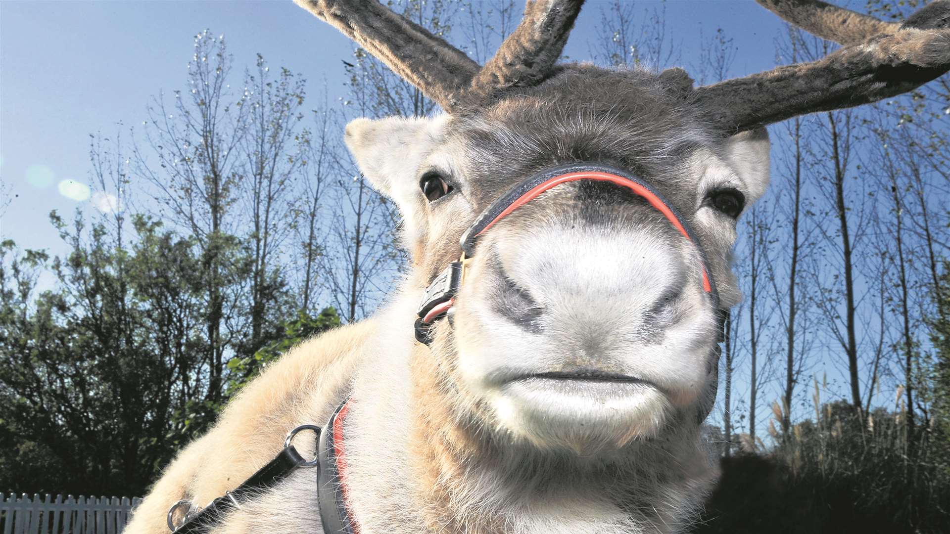 Meet the reindeer at Wildwood