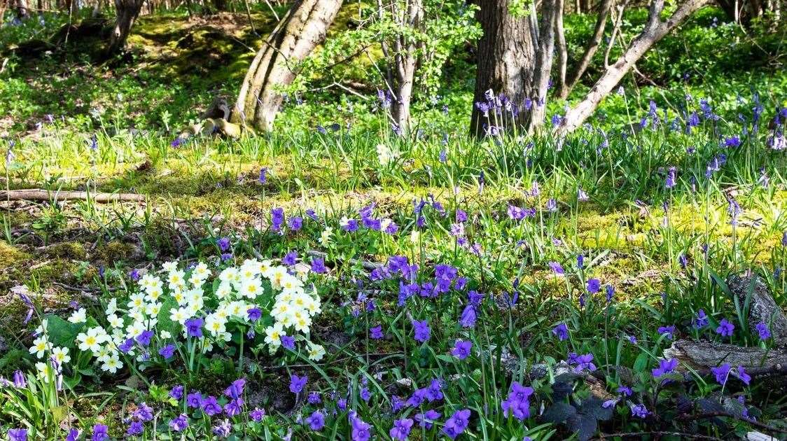 The bluebells at Ightham Mote grow around Scathes Wood. Picture: Paul Simons