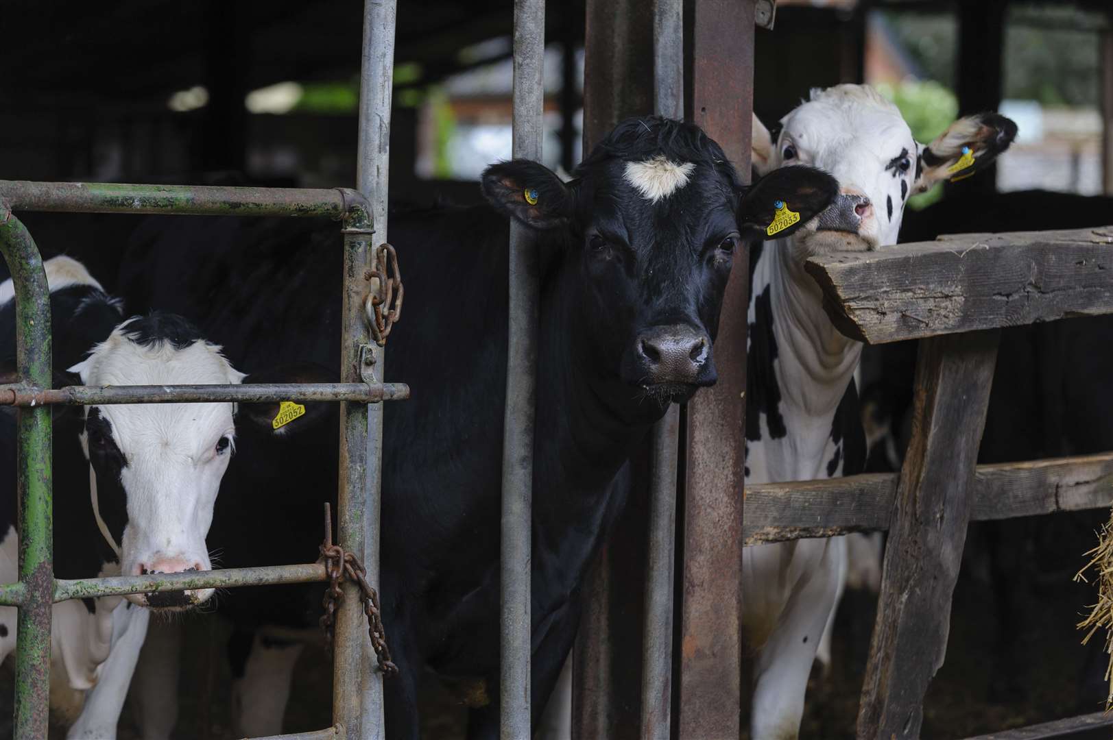 Meet the animals at farms across the county