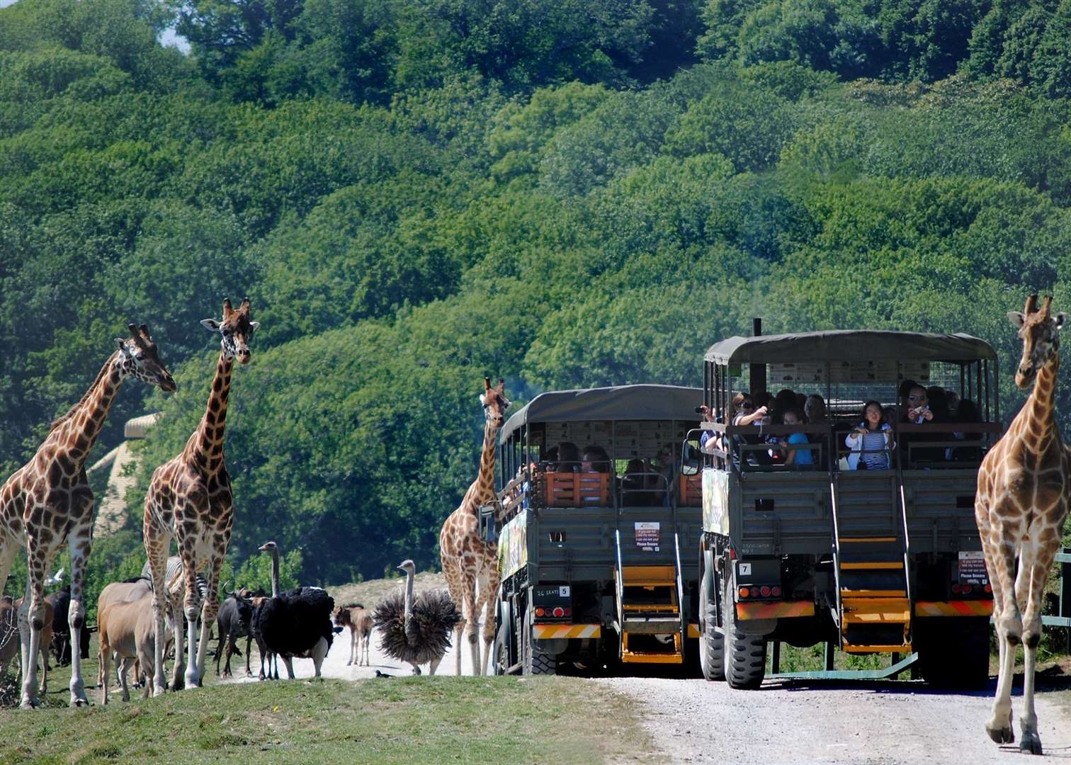Meet cartoon characters and incredible animals at the stunning nature reserve. Picture: Port Lympne Reserve