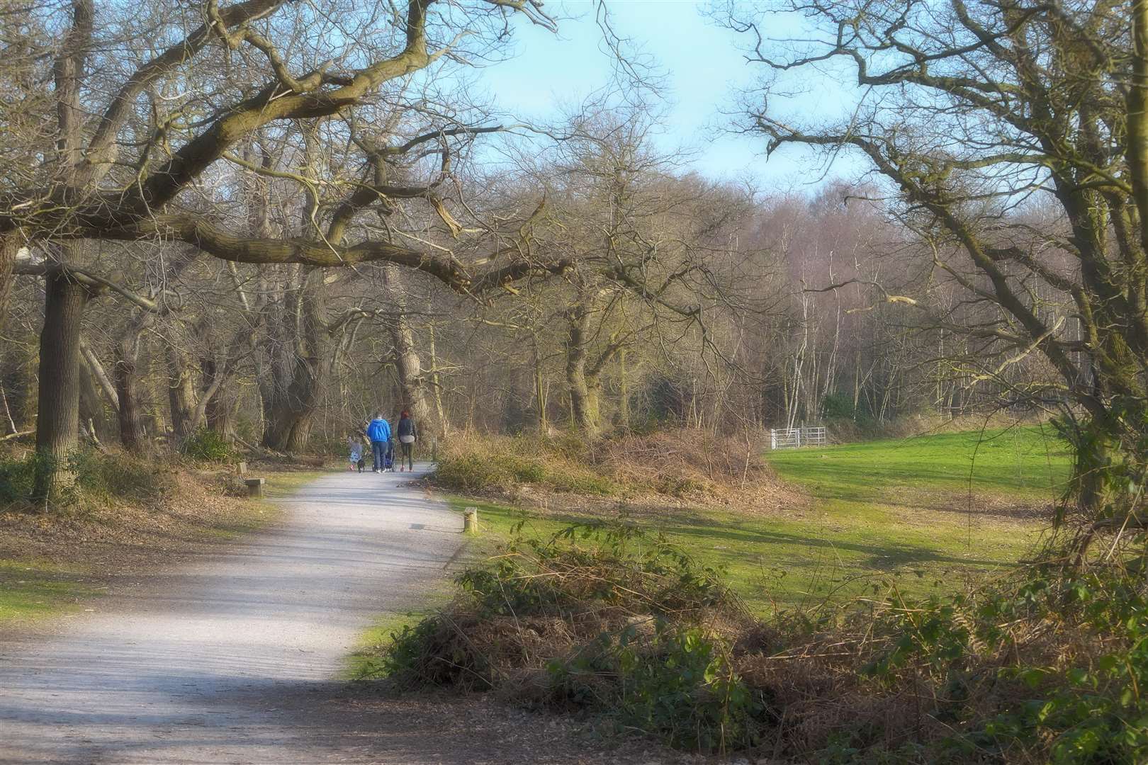 Enjoy a winter walk with the family at Shorne Woods