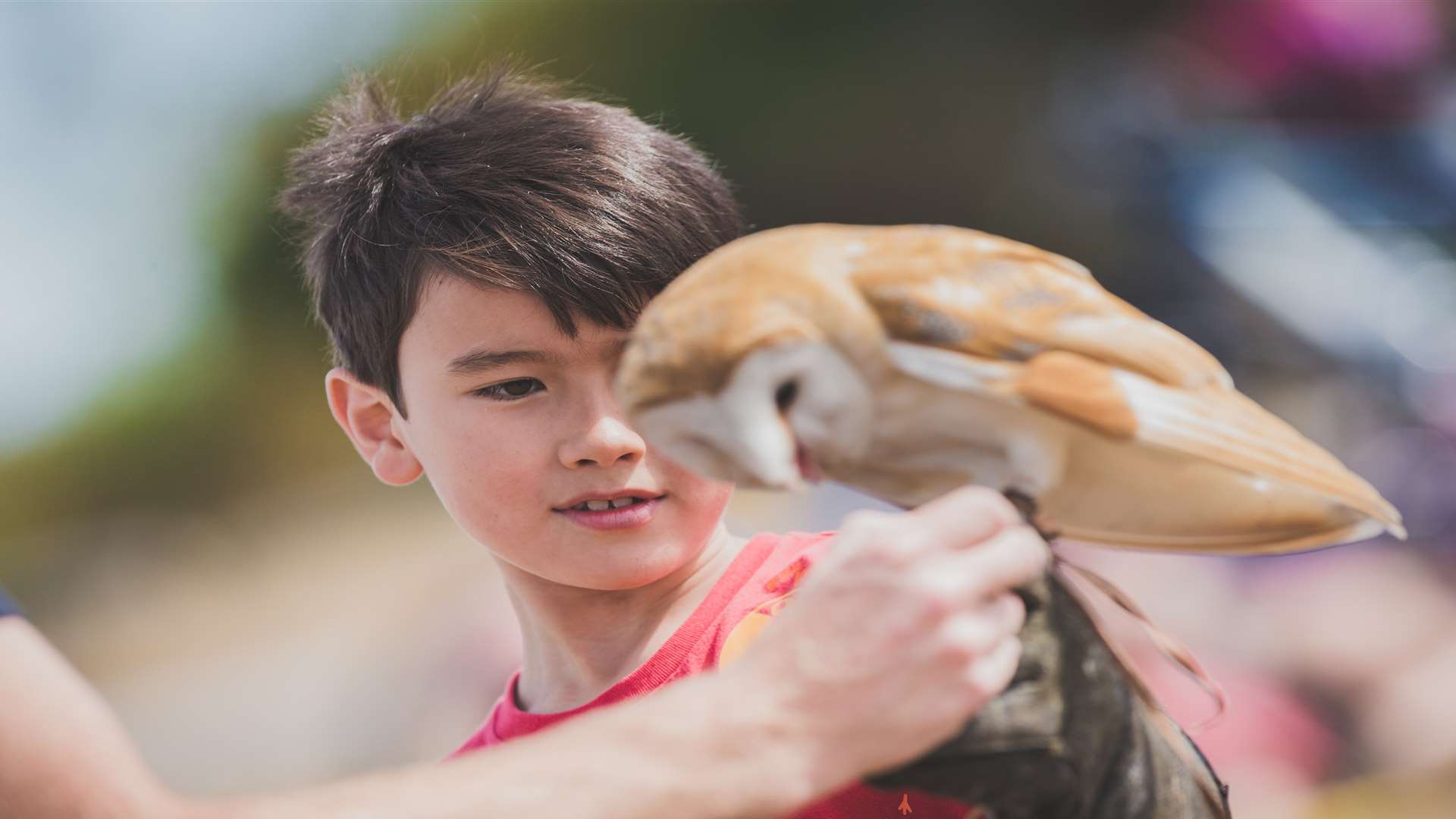 Meet some birds of prey at Betteshanger Park in Deal