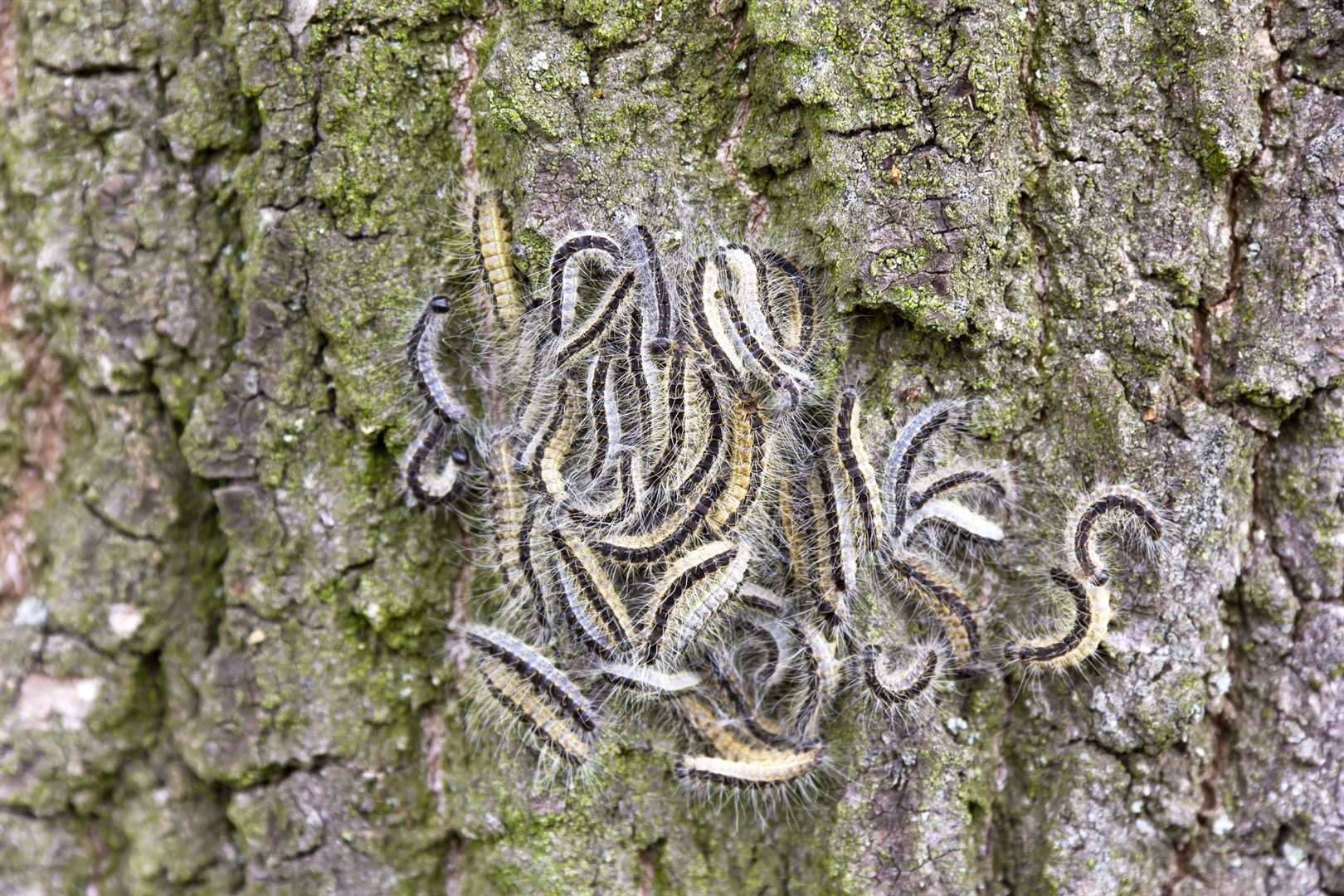 Oak processionary moth caterpillars contain hairs that are a danger to the public and pets