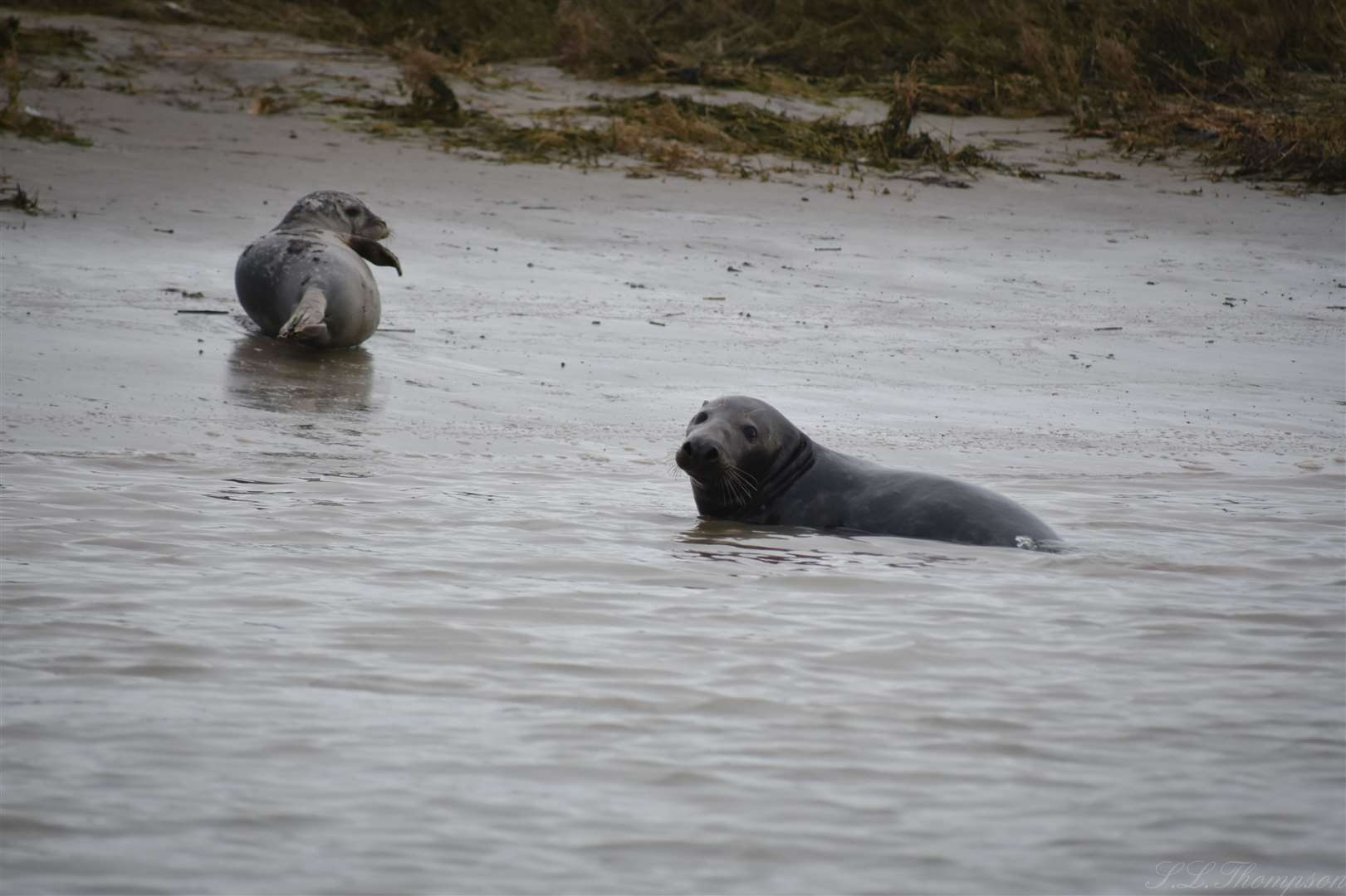 British Divers Marine Life Rescue and Kent Wildlife Trust explain how to  spot seals in Kent and how to look after Britain's largest carnivore