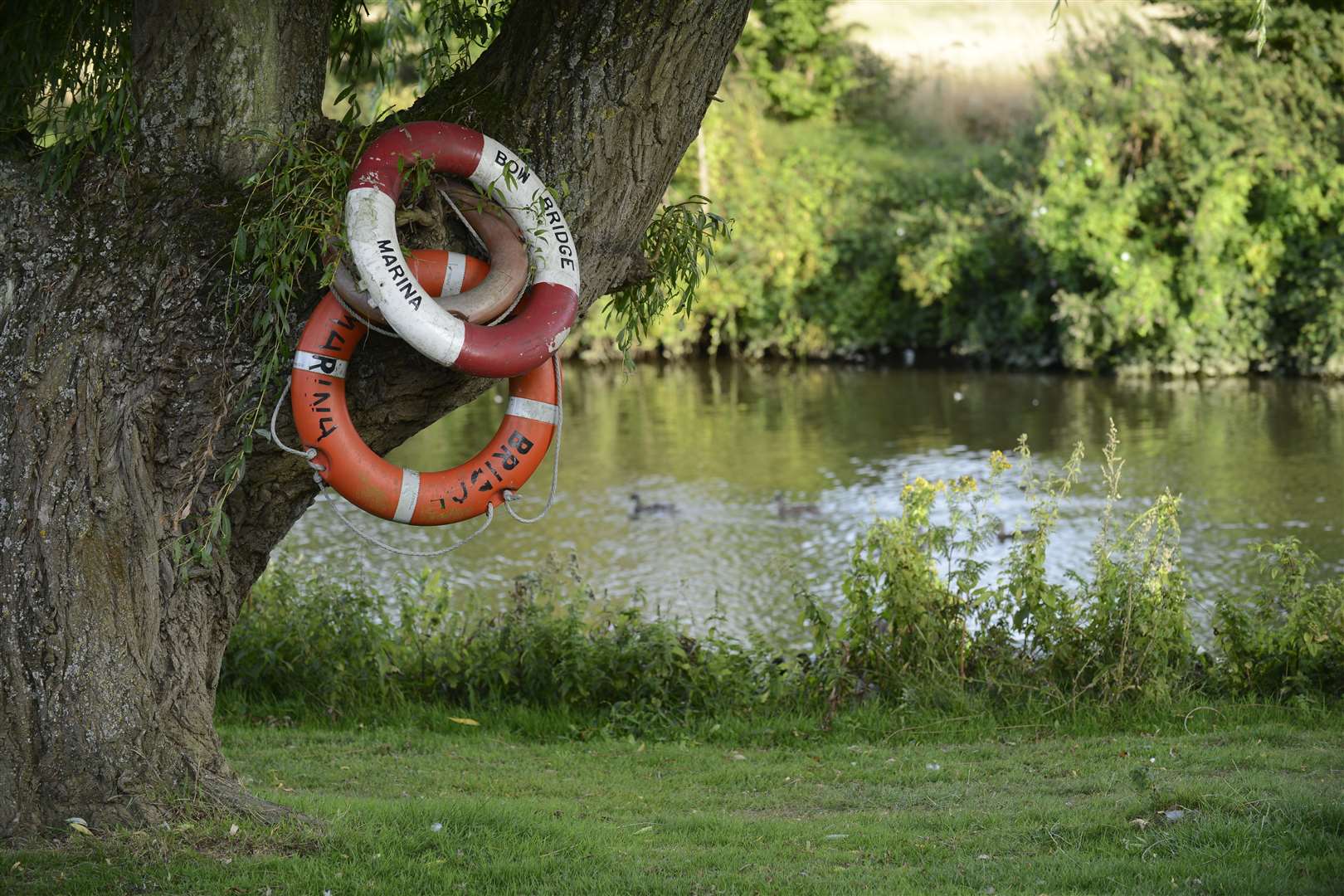 The river Medway at Wateringbury