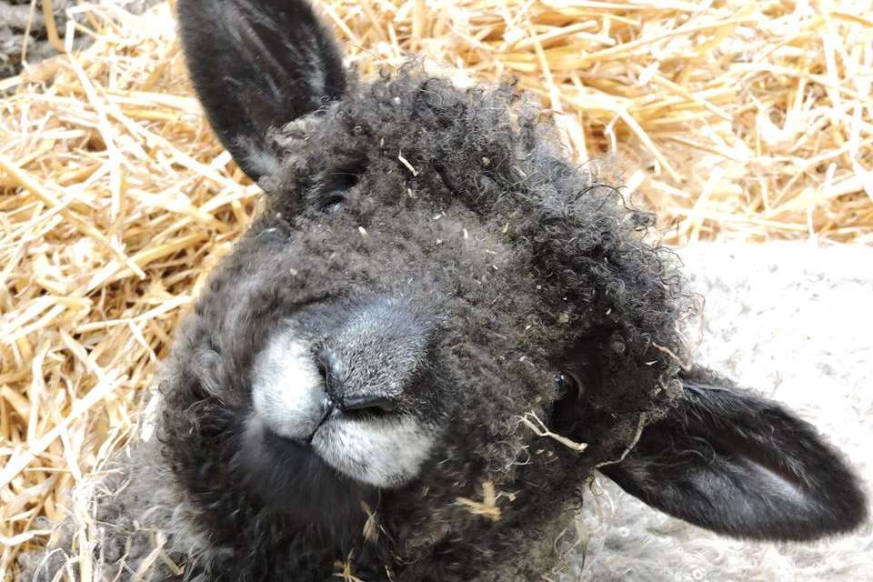 Meet and greet the animals as part of your visit