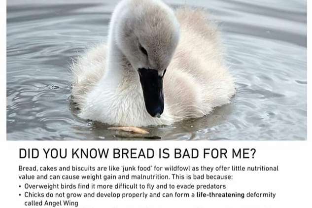 Maidstone Borough Council is asking families not to feed bread to the ducks