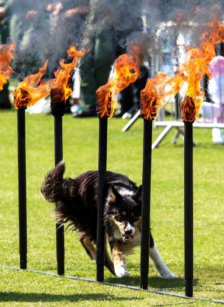 Essex Dog Display Team