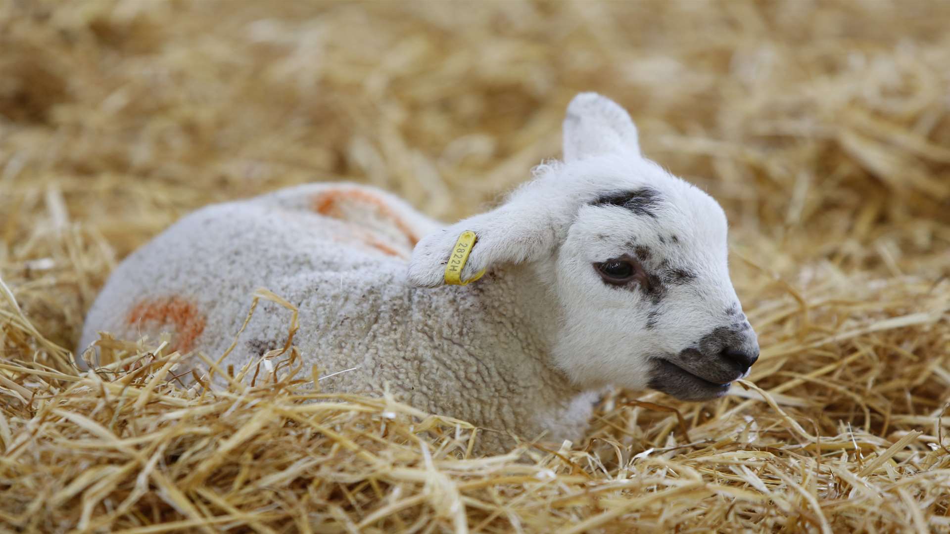 Meet animals at Open Farm Sunday. Picture: Andy Jones