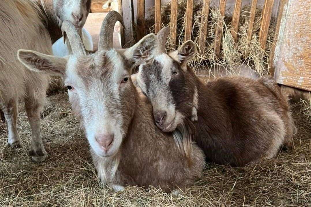 There are around 140 goats currently living at the Buttercups Sanctuary. Picture: Buttercups