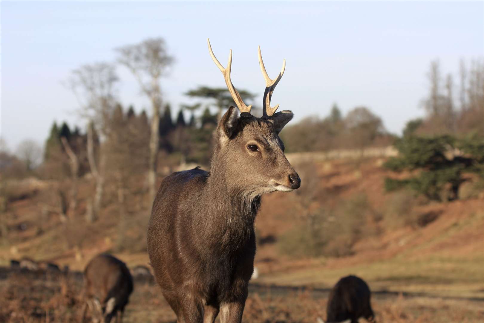 Visitors will be able to see the deer at Knole
