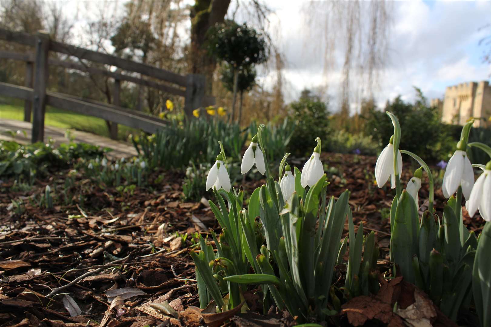 Signs of spring at Hever Castle