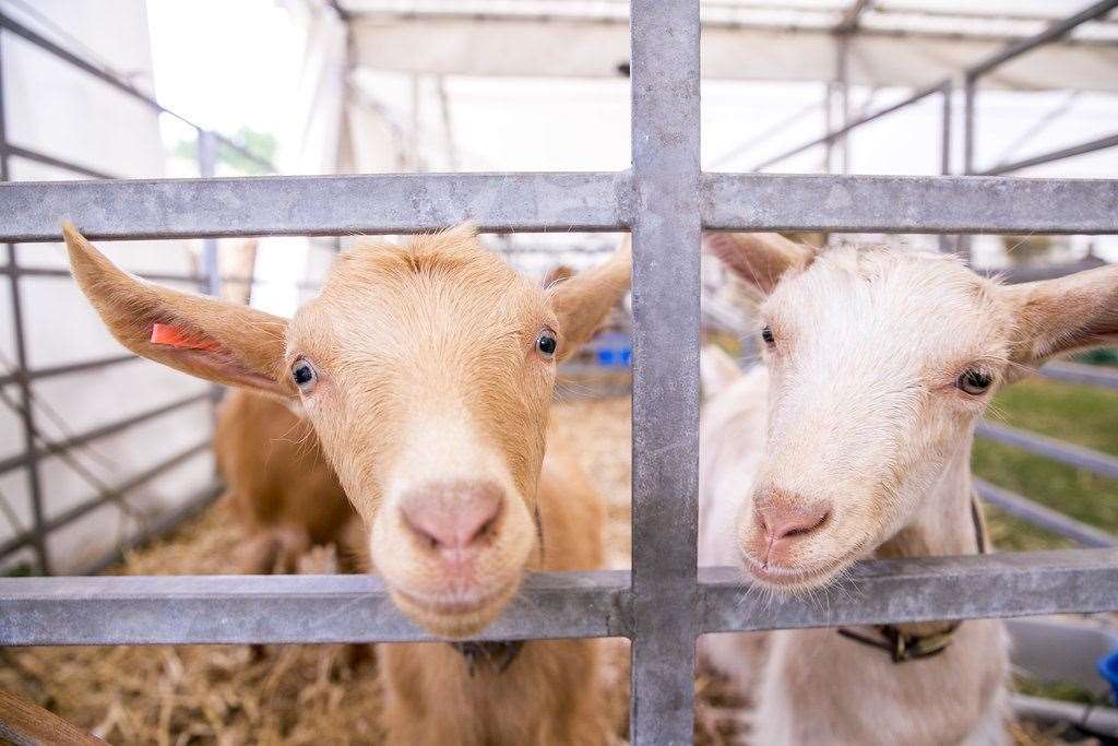 There's lots to see and do at the Kent County Show