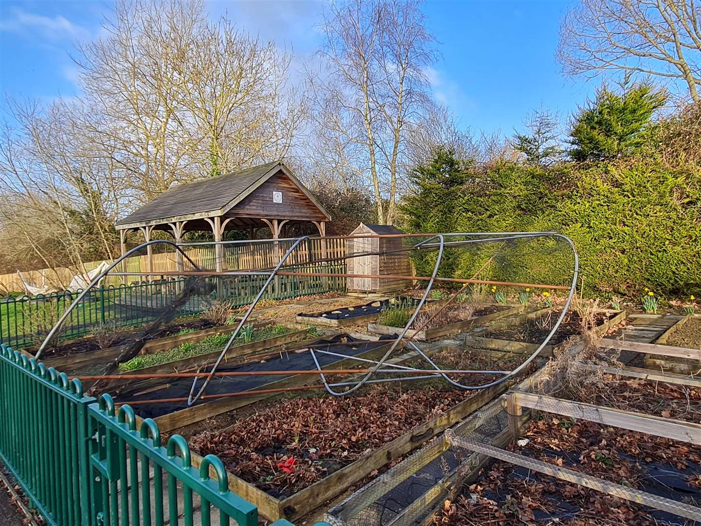 The polytunnel was found ripped and thrown across the allotment