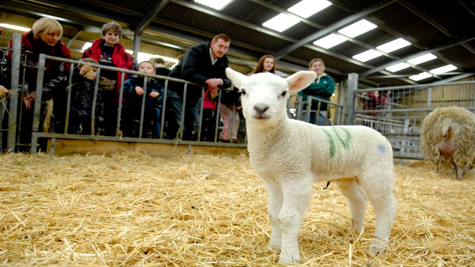 Lambing events in Kent are gearing up to welcome new arrivals and visitors!