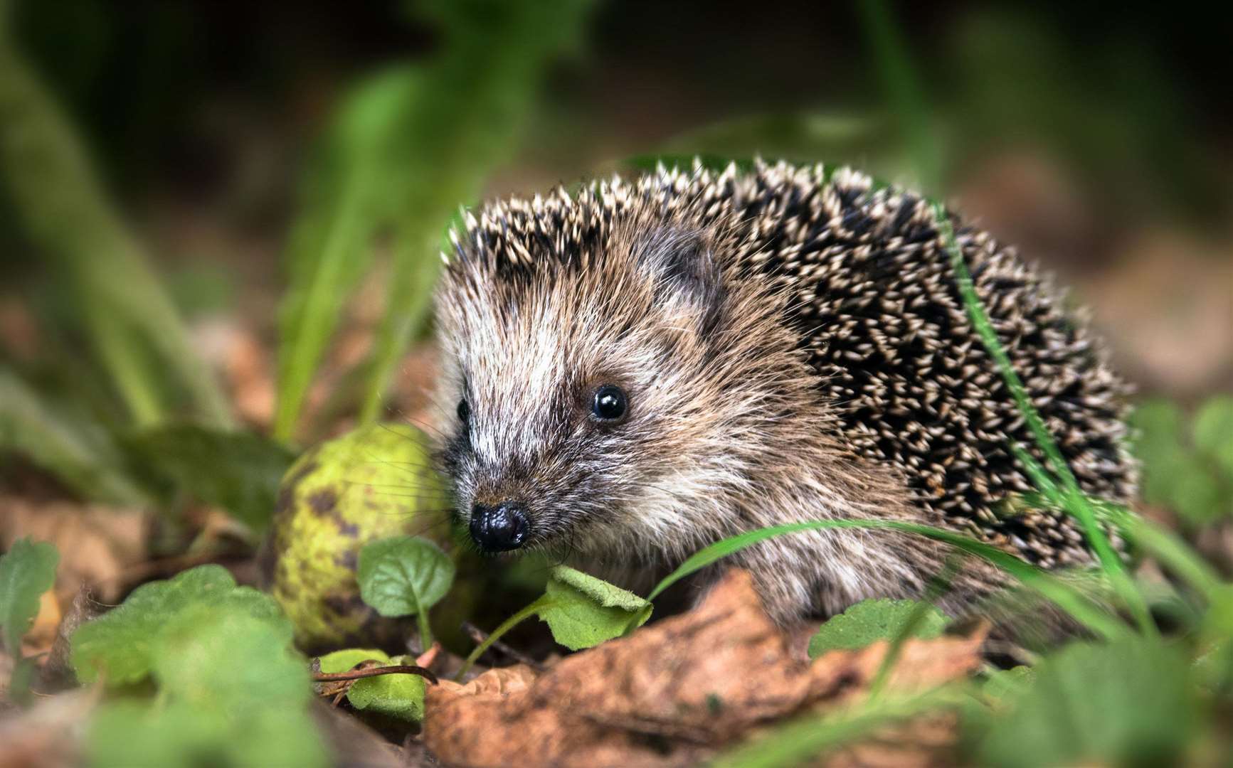 Consider creating your own hedgehog home