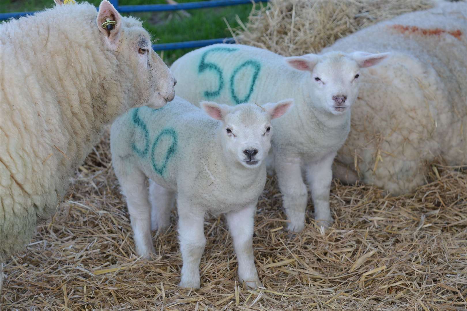 Head along to the lambing day in Ashford