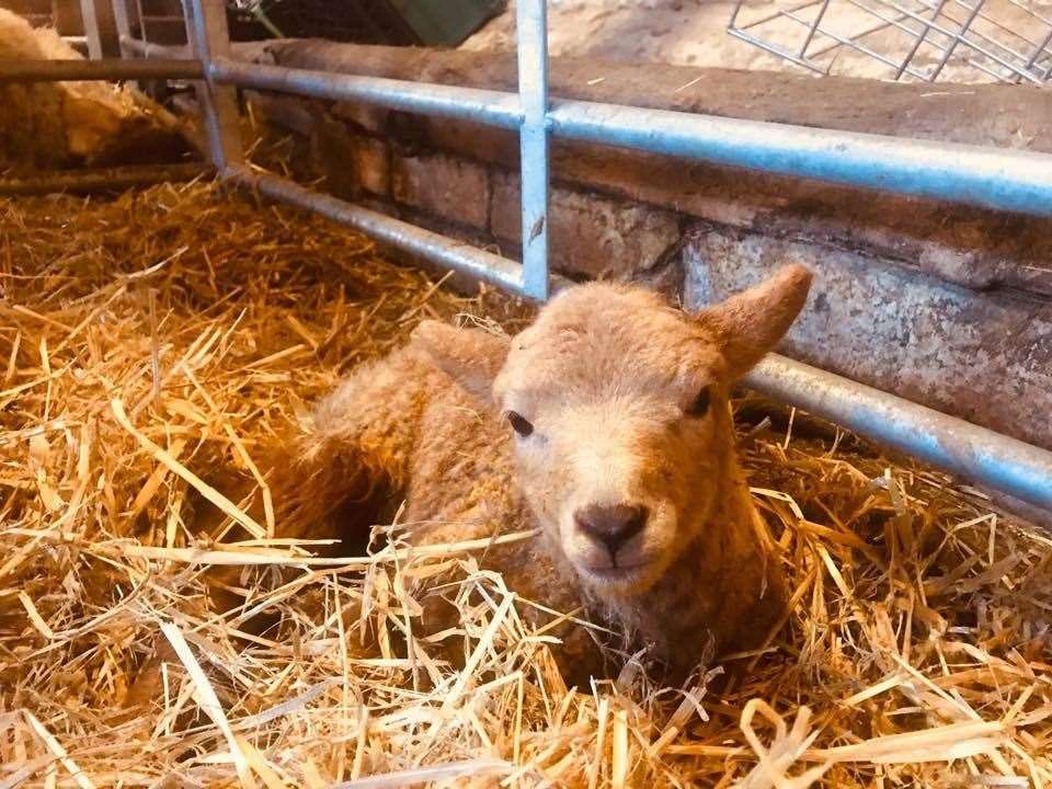 A lamb born on Kent Life's working farm. Picture: Kent Lfe