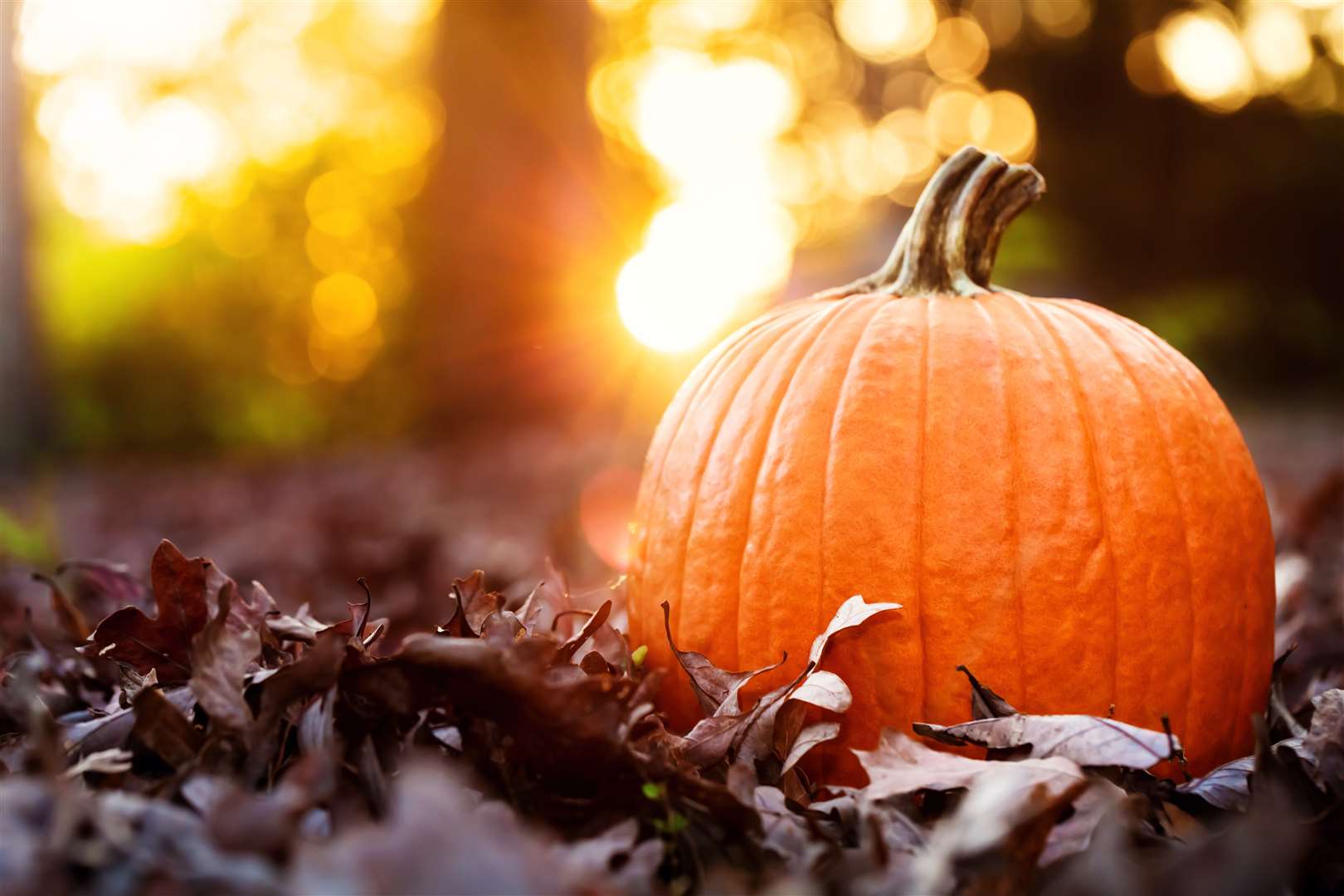 There are lots of family-friendly Halloween events happening in Kent