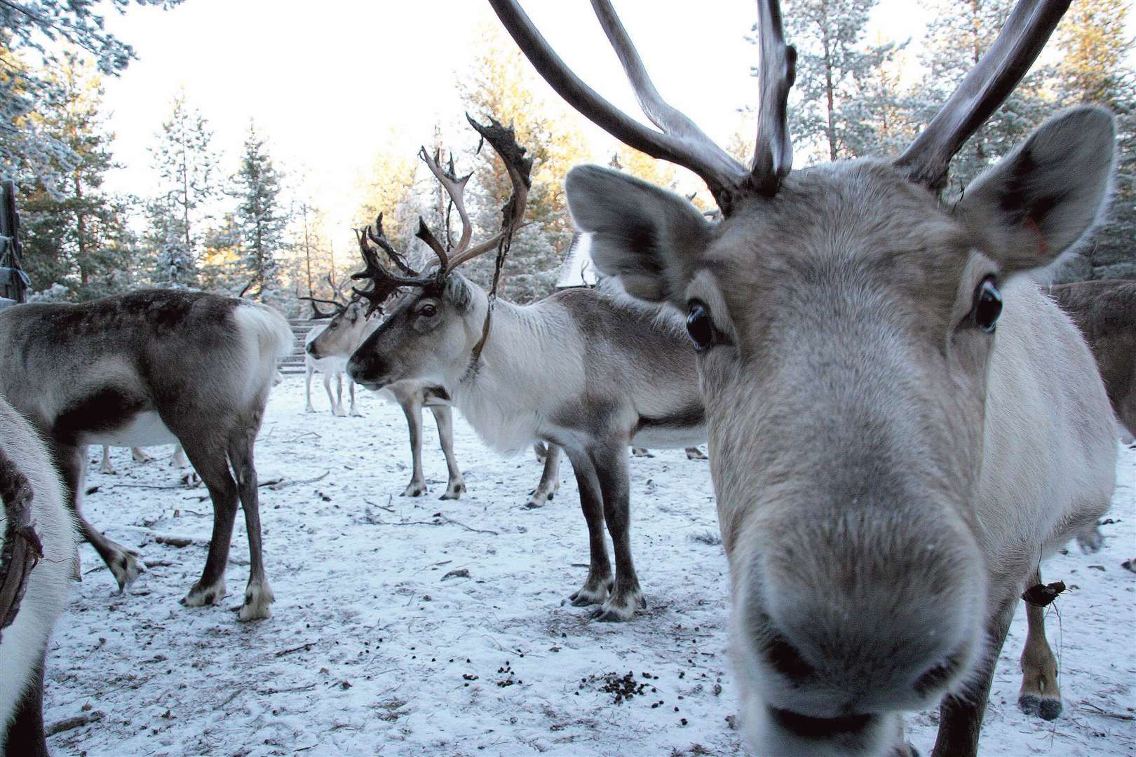Some discarded chocolate chips might suggest the reindeer have made a visit from Lapland. Image: PA