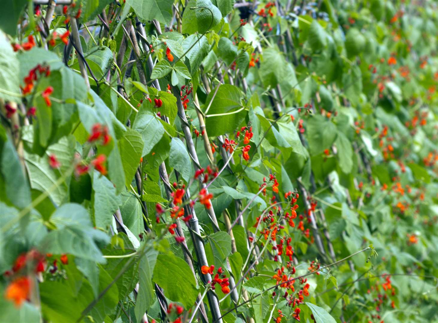 Children love sowing runner beans says Lee