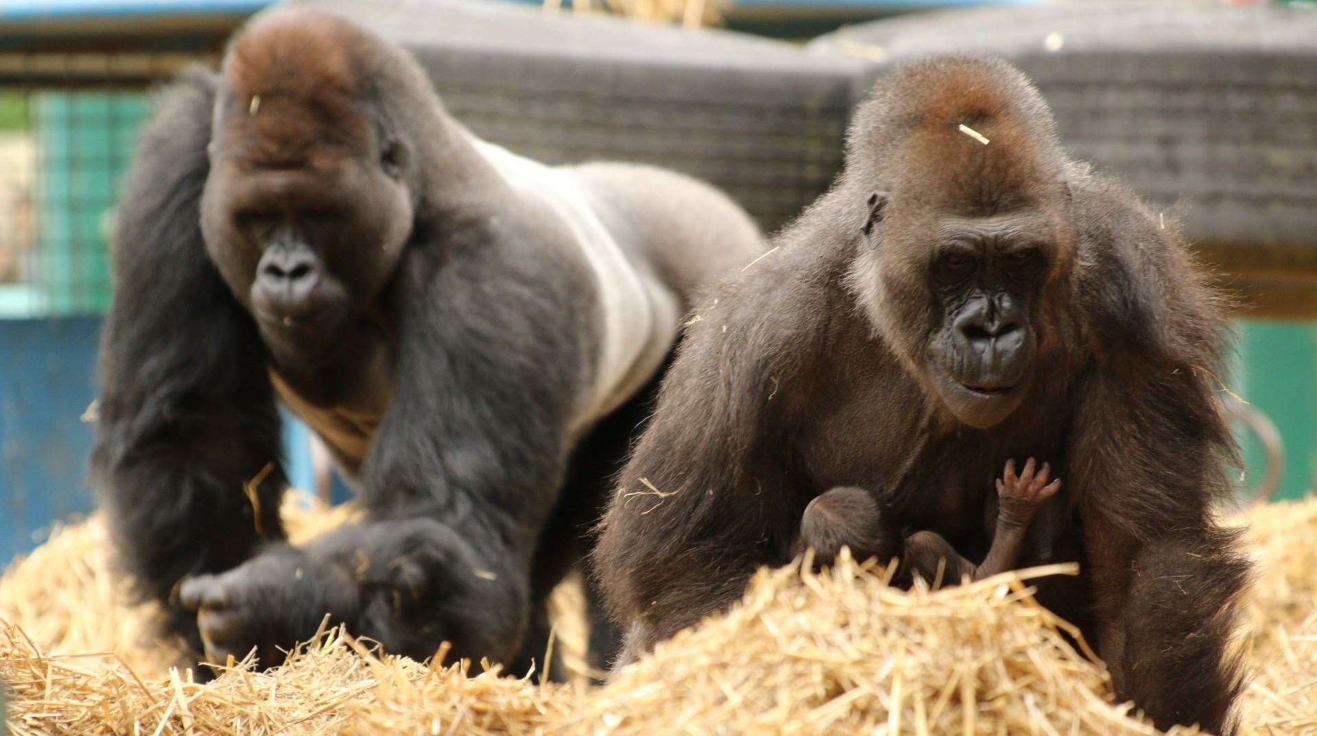 Visit around 400 rare and endangered animals at Howletts. Picture: Howletts