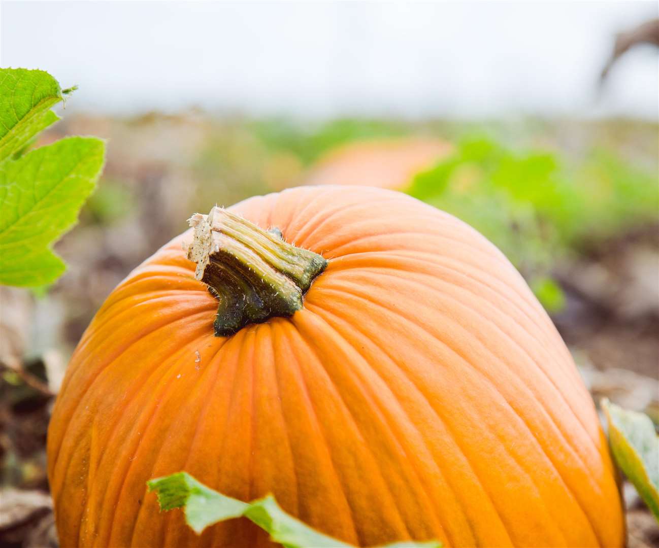 Pumpkins at Beluncle Farm, Hoo