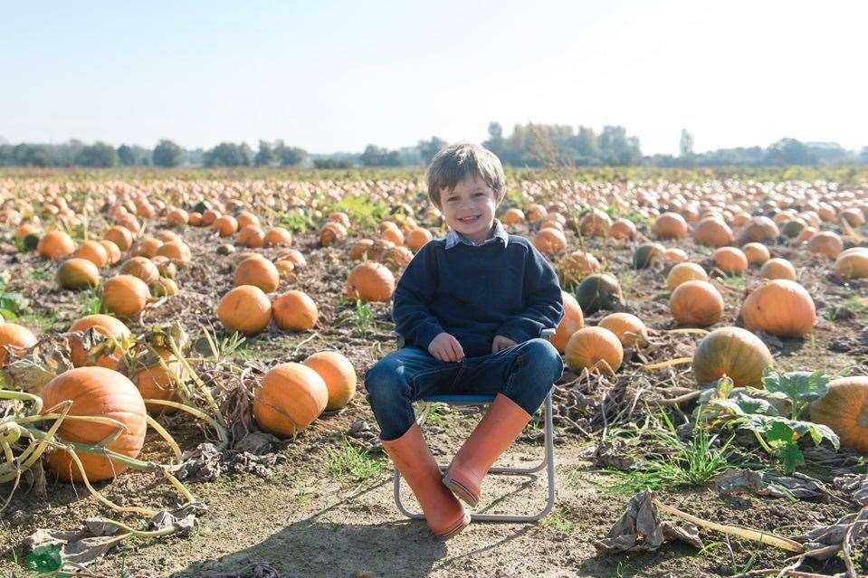 Pick Your Own Pumpkin in Sevington