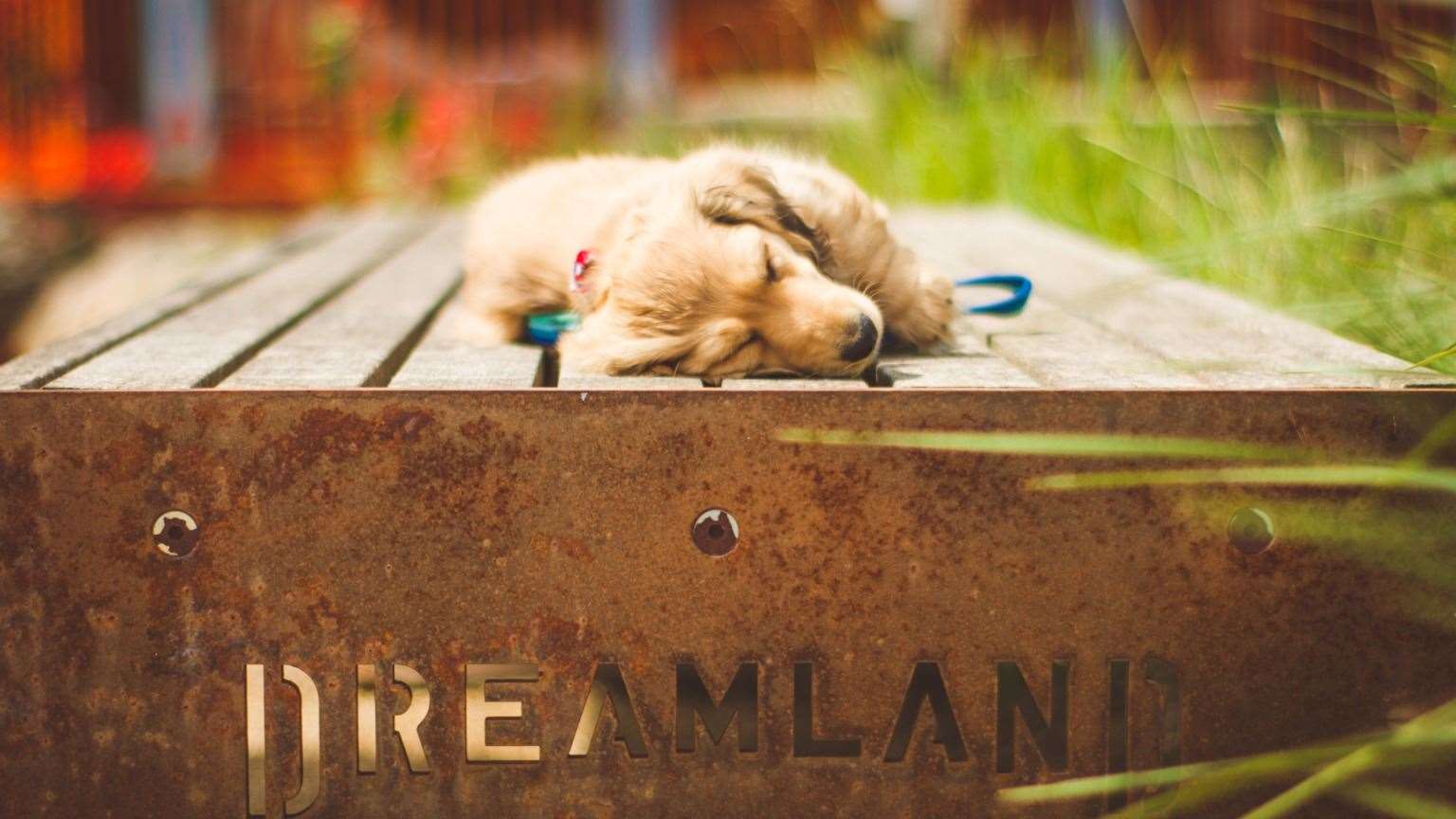 Bring your pooch along to Dreamland for the venue’s annual Dog Day. Picture: Dreamland