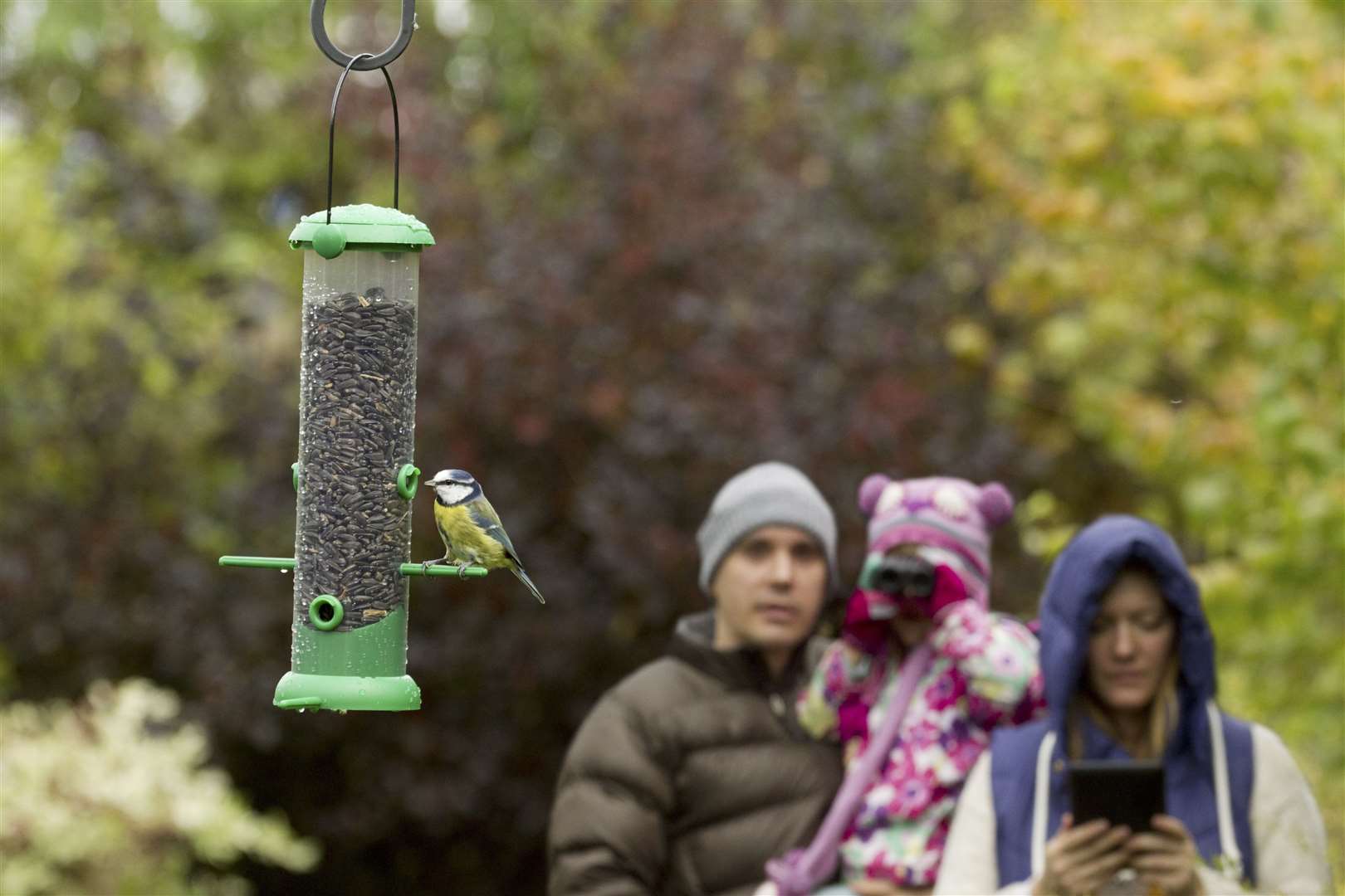 A family watch a Blue Tit feeding Picture: Ben Hall/RSPB Images (44043542)