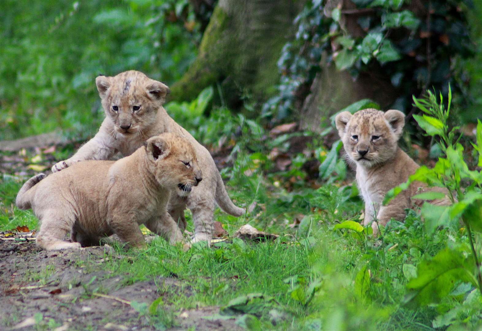 Лев 15 25. Кама Lion. Lion Enclosure. Грамотеино парк с животными. Lion and Camera.