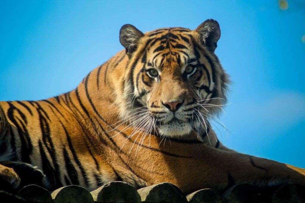 Both wild animal parks are offering free entry for children