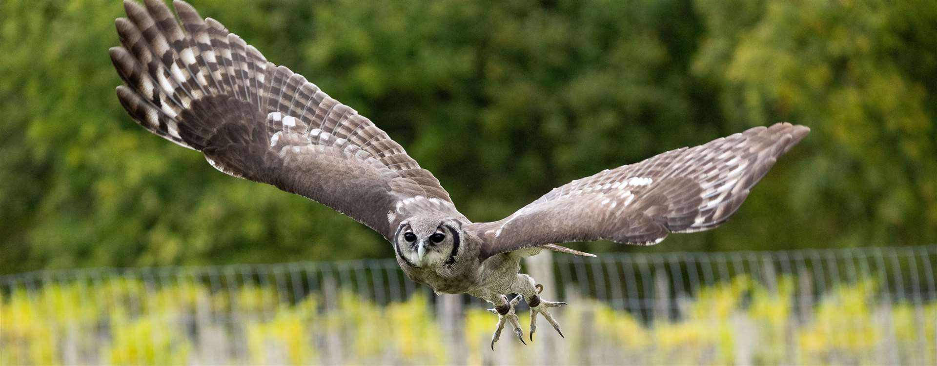 Birds of Prey displays are set to resume at Groombridge Place. Picture: Corinne Pardey