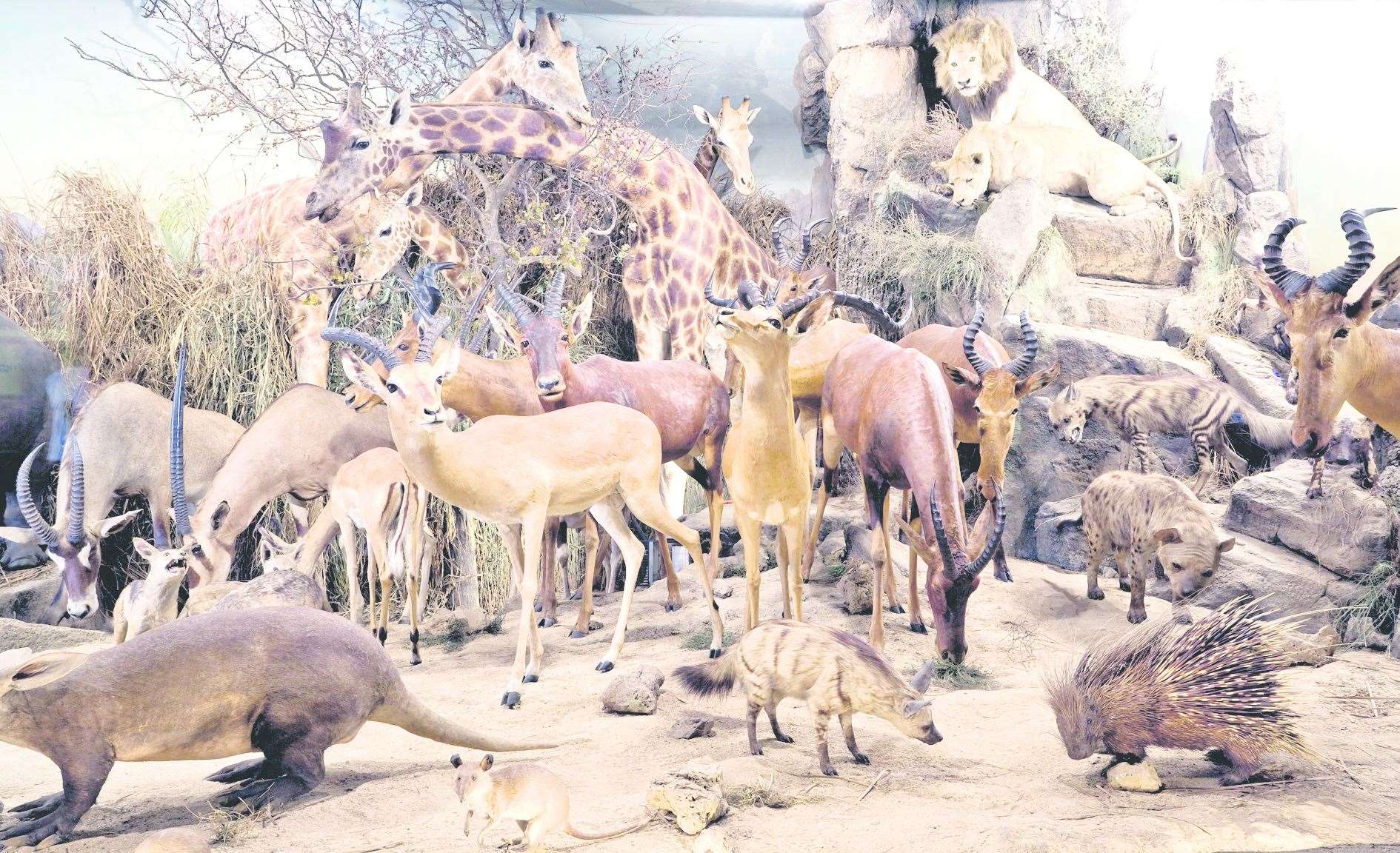The Powell-Cotton Museum has housed some of the biggest dioramas in the world