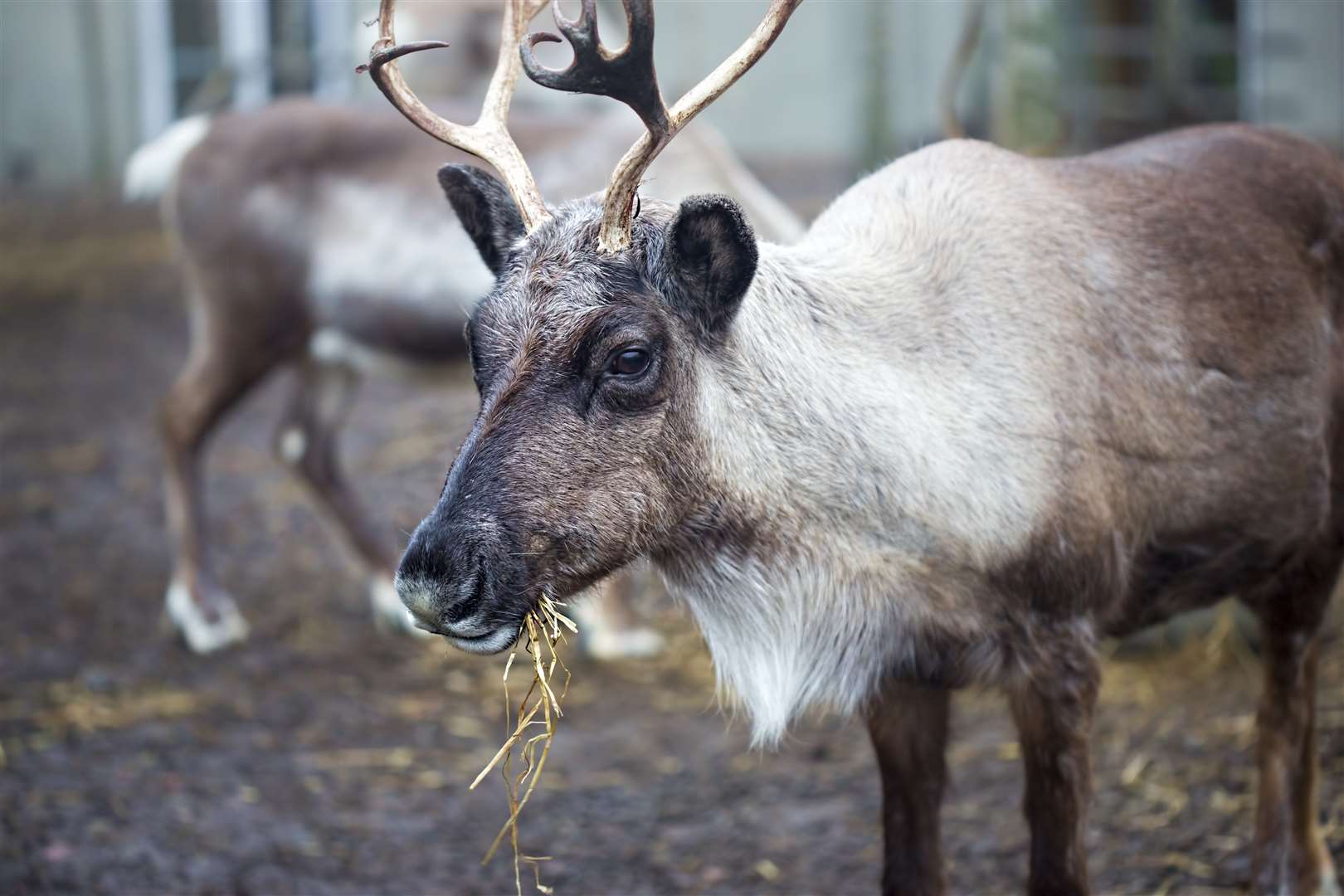 Have some visiting reindeer ever left mess in your house?