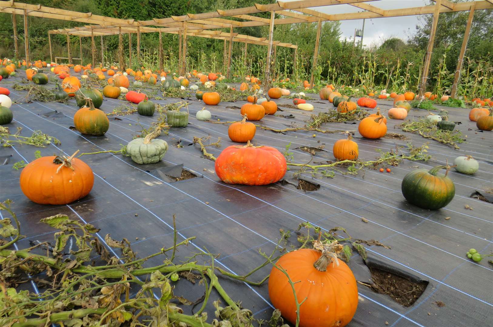 Spadework's pumpkin patch in West Malling