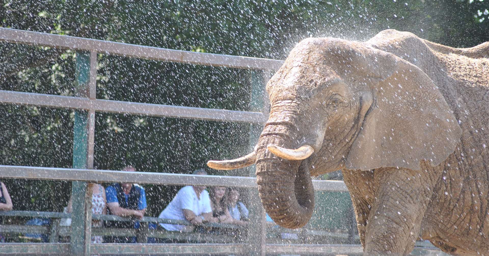 Meet the animals at Howletts, one of Kent’s biggest wildlife parks. Picture: Howletts