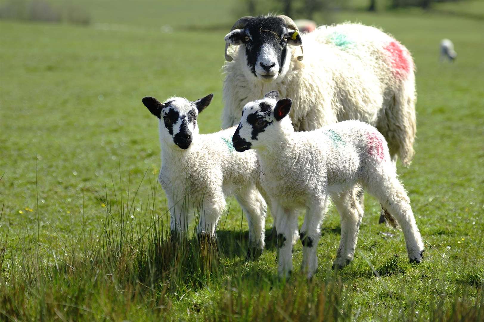 Sheep shearing and a mobile farm will be among the attractions
