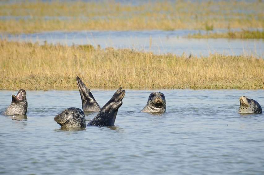 Seals on the Dover Sea Safari