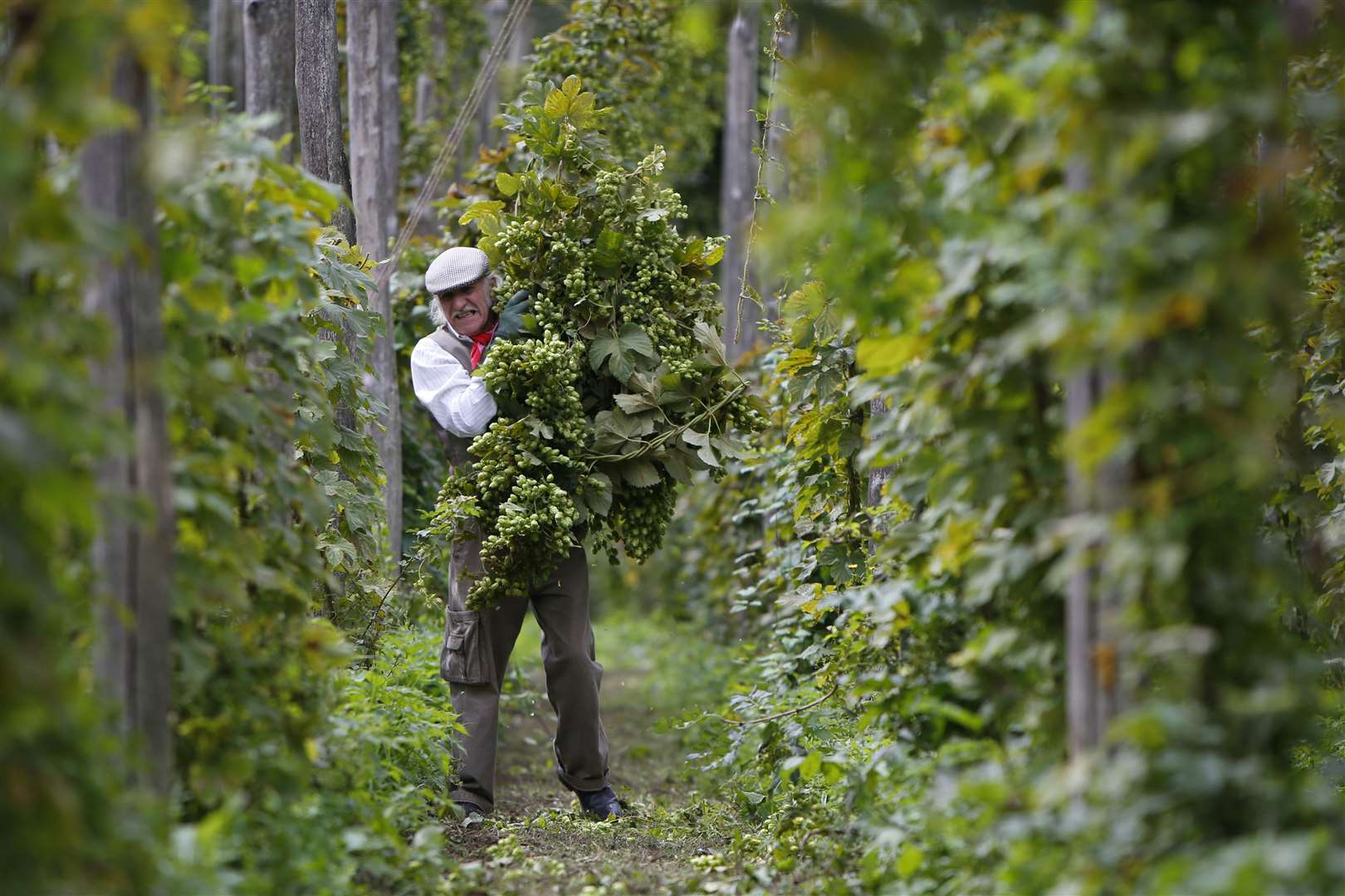 Learn about the history of hop picking this weekent at Kent Life