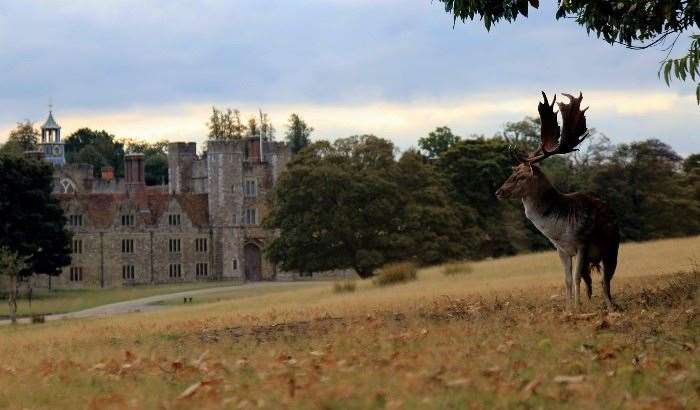 Look out for deer as you stroll through the parkland at Knole. Picture: National Trust Images / Jo Hatcher