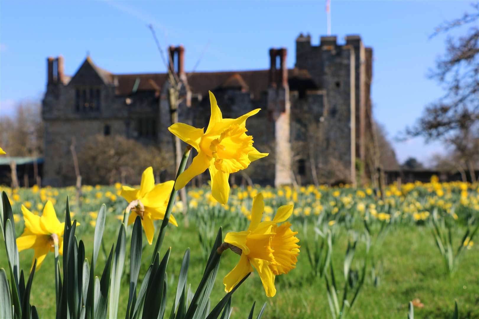 Daffodils will be in bloom in late March at Hever Castle Picture: Vikki Rimmer