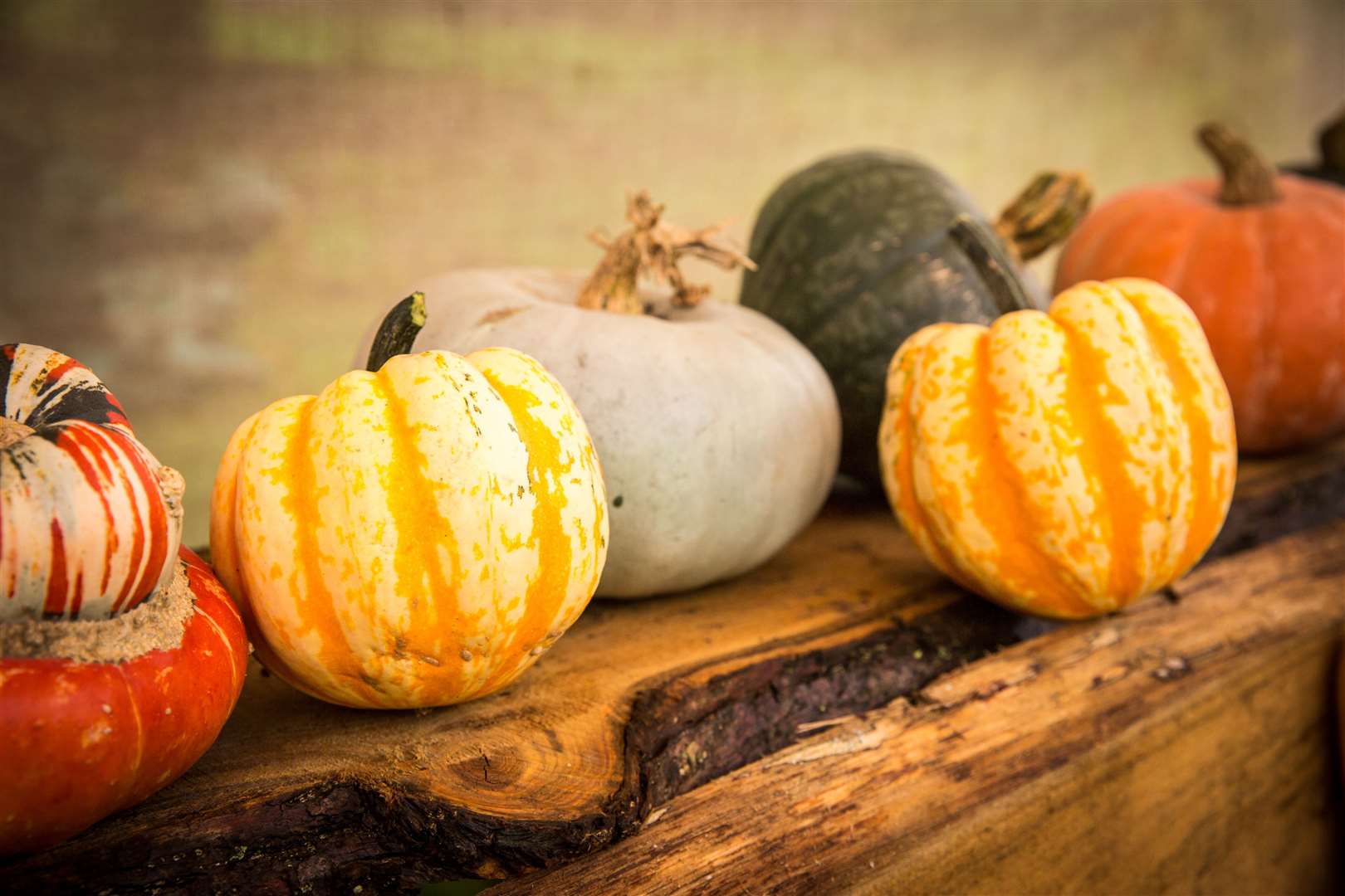 Pumpkin patches are now opening up across Kent but Spadework hopes its sales will boost the charity's funds