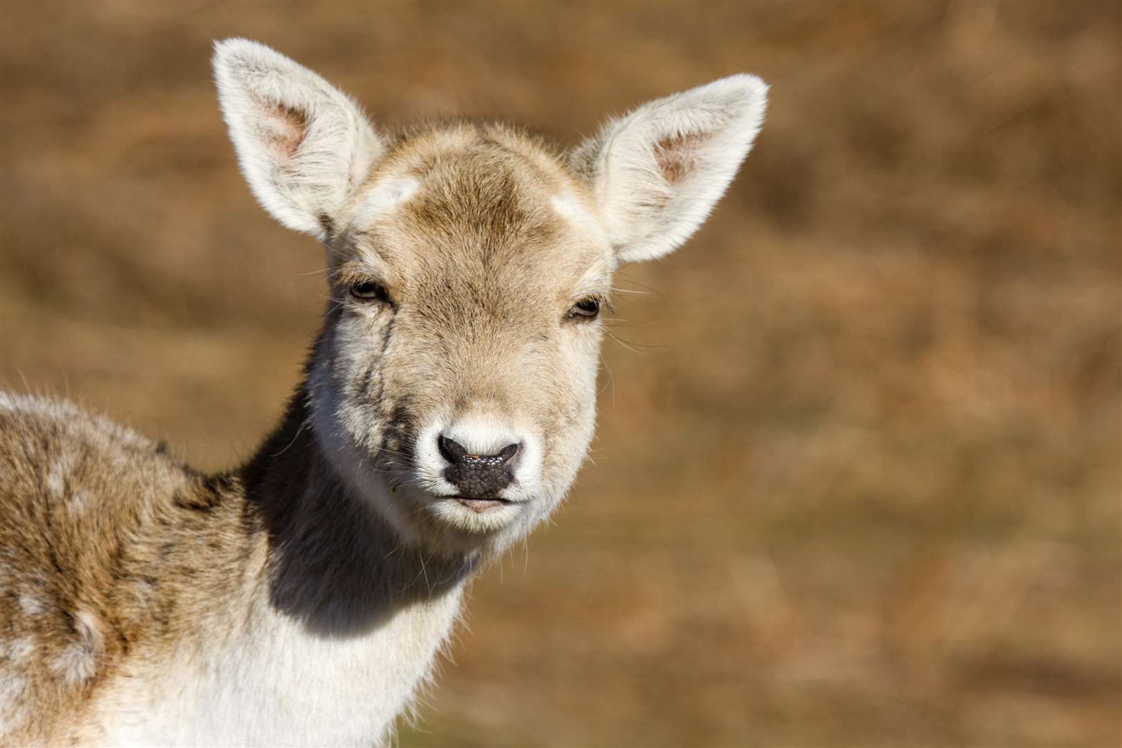 Make Christmas decorations inspired by Knole's deer