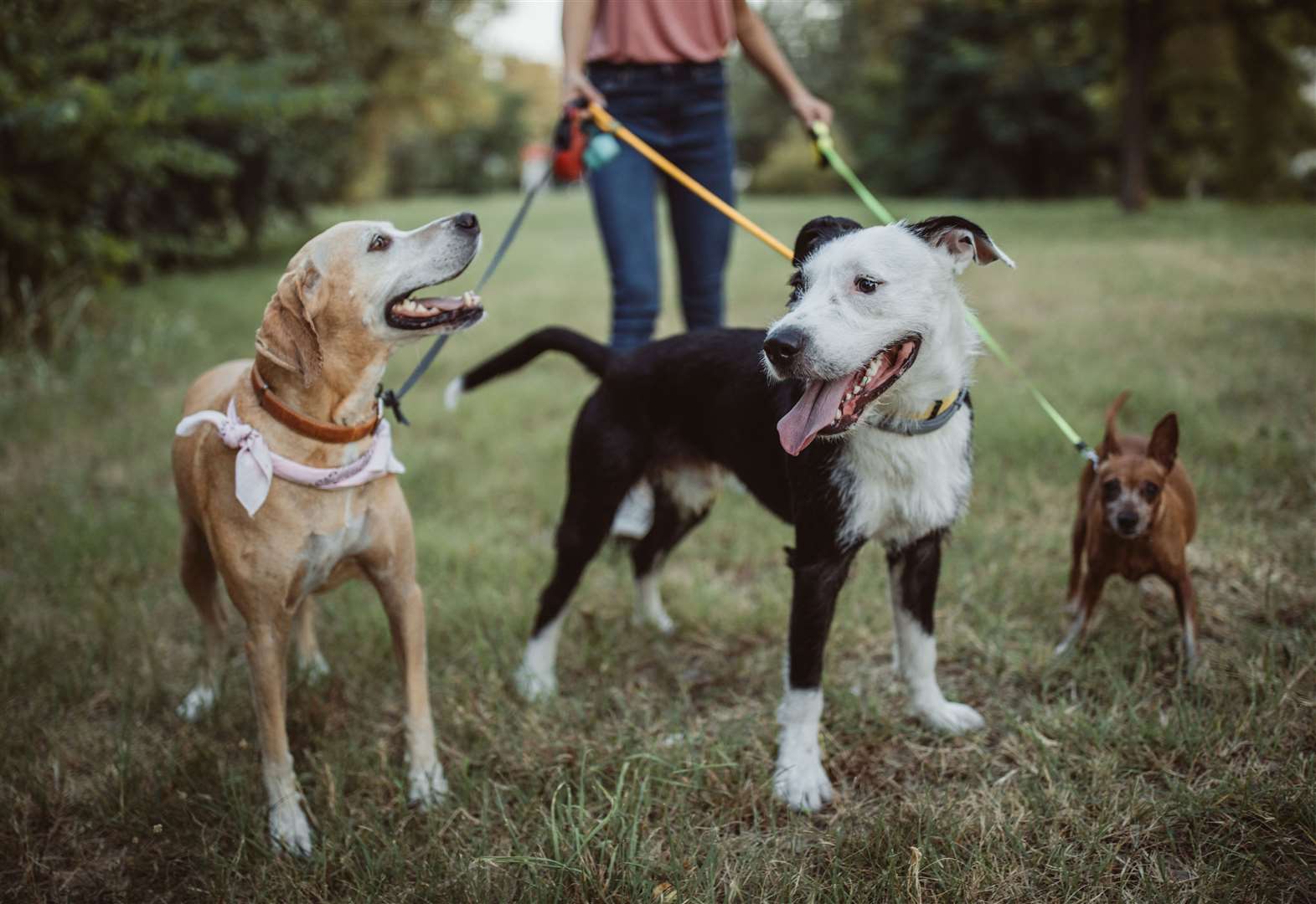 Pets who come into contact with the caterpillars could have a nasty reaction. Image: iStock.