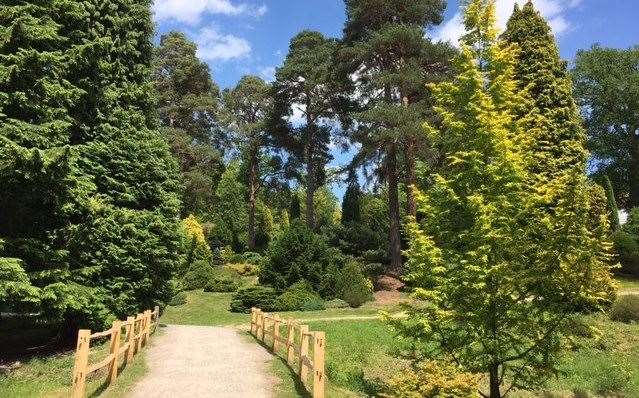 Bedgebury PInetum (44489976)