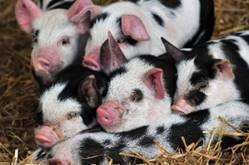 Enjoy some farmyard fairy tales - three little pigs may even make an appearance!