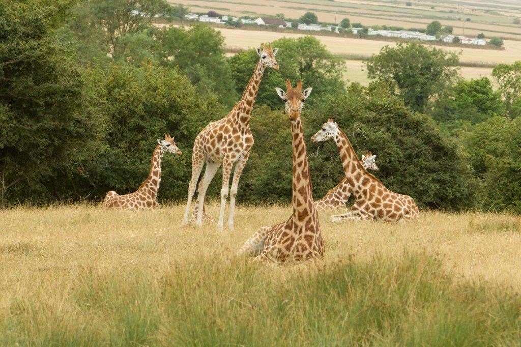 Take dad on safari!